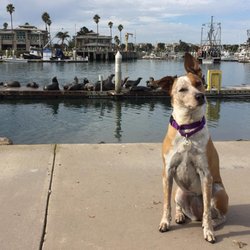 Alyssa's Professional Animal Wellness Services & Sanctuary