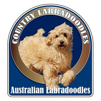 Country Labradoodles - Pet Adoption Near Me Country Labradoodles - Pet Adoption Near Me