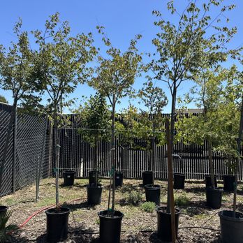 A1 Stump & Tree Service - Landscaping Near Me - San Jose, California A1 Stump & Tree Service - Landscaping Near Me - San Jose, California