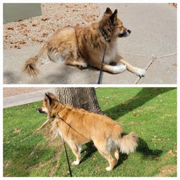 Before and after grooming Before and after grooming