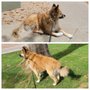 Photo of Your Valley Pet Groomer