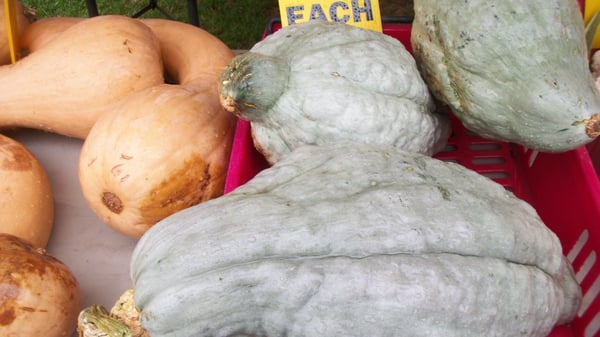 Saucon Valley Farmers' Market by null