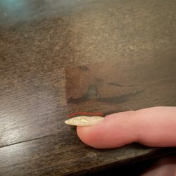 Venus Nails Spa
