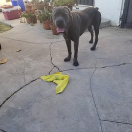 Cane Corso - stolen at Wolfgang Cane Corso - stolen at Wolfgang