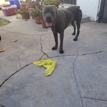 Wolfgang Expert Dog Training - Cane Corso - stolen at Wolfgang - Pet Training Near Me - Gardena, California Wolfgang Expert Dog Training - Cane Corso - stolen at Wolfgang - Pet Training Near Me - Gardena, California