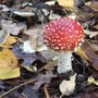Photo of Yateley Common Country Park