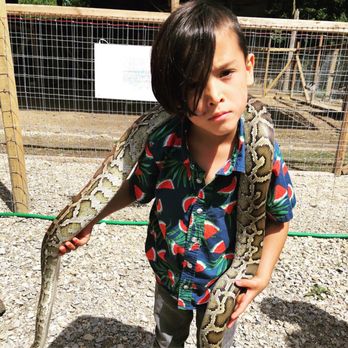 Tnt Exotics - Fearlesssss - Pet Breeders Near Me - Shelbyville, Indiana
