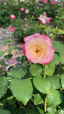 Ritter Park Rose Garden by null