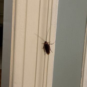 Landrum Sharon Realty - beautiful cockroach - Property Management Near Me - Louisville, Kentucky Landrum Sharon Realty - beautiful cockroach - Property Management Near Me - Louisville, Kentucky