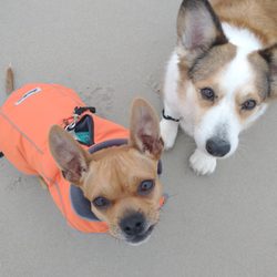 Piscataqua Obedience Club - Which of these 2 needs the most exercise?  You're right.. Both