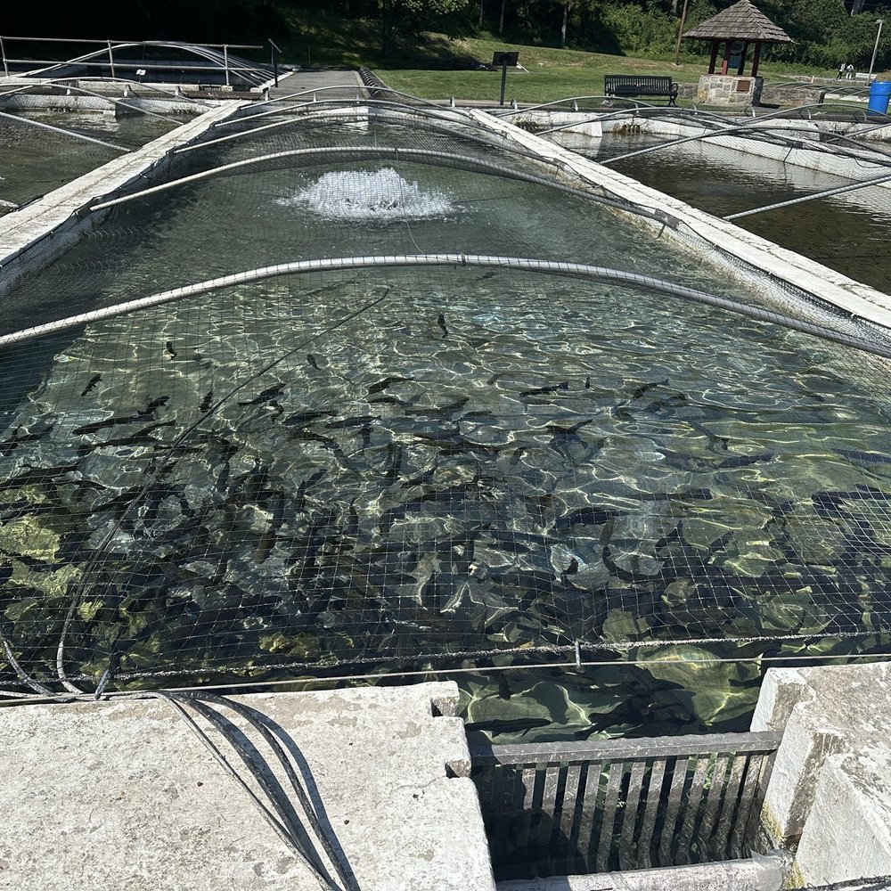 Lil Le Hi Fish Hatchery - Fish - Fishing Near Me - Allentown, Pennsylvania Lil Le Hi Fish Hatchery - Fish - Fishing Near Me - Allentown, Pennsylvania