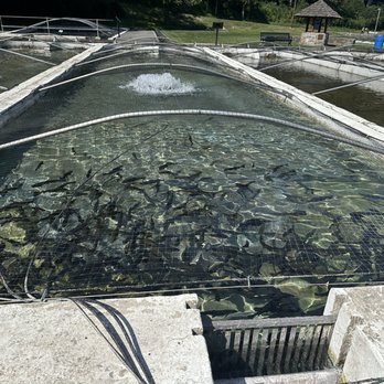 Lil Le Hi Fish Hatchery - Fish - Fishing Near Me - Allentown, Pennsylvania