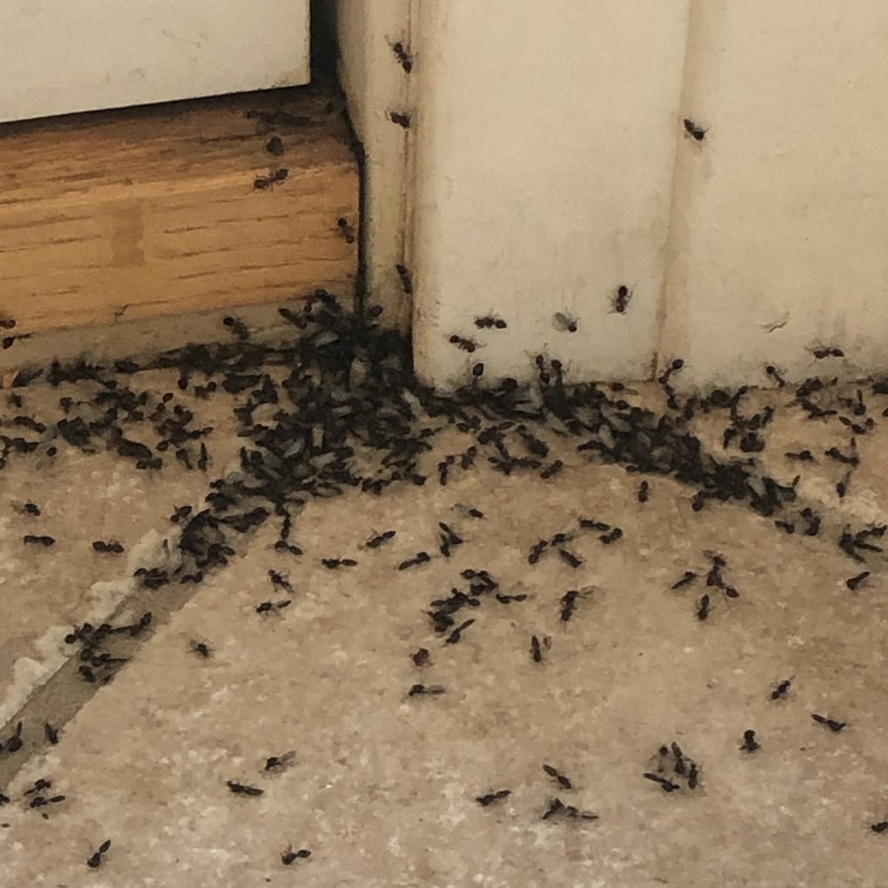 Kees Travel - Ant issue that took someone forever to come spray! The guy was so nice and even stated that the majority of these properties are filthy - Vacation Rental Agents Near Me - Point Harbor, North Carolina Kees Travel - Ant issue that took someone forever to come spray! The guy was so nice and even stated that the majority of these properties are filthy - Vacation Rental Agents Near Me - Point Harbor, North Carolina