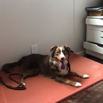 K911! - Place! - Pet Training Near Me K911! - Place! - Pet Training Near Me