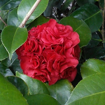 Buchanan's Native Plants - And the star of my show - Professor Sargent Camillia. - Nurseries & Gardening Near Me - Houston, Texas Buchanan's Native Plants - And the star of my show - Professor Sargent Camillia. - Nurseries & Gardening Near Me - Houston, Texas