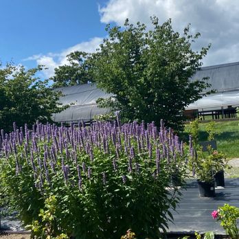 White Flower Farm - Nurseries & Gardening Near Me - Morris, Connecticut White Flower Farm - Nurseries & Gardening Near Me - Morris, Connecticut