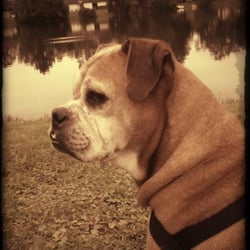 Mariners Landing - Reflections of Beautiful Days with best friends ... The pet walking area