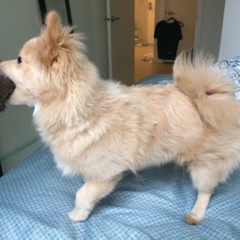 Bark in Style - BEFORE - Pet Groomers Near Me - Seattle, Washington