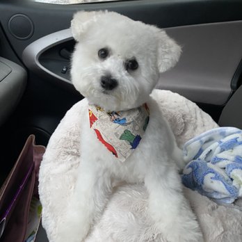 Grooming By Galdy - BUDDY'S NEW CUT - Pet Groomers Near Me - Chicago, Illinois Grooming By Galdy - BUDDY'S NEW CUT - Pet Groomers Near Me - Chicago, Illinois