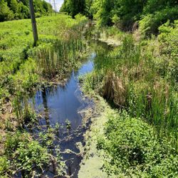 Whitebrook Nature Area