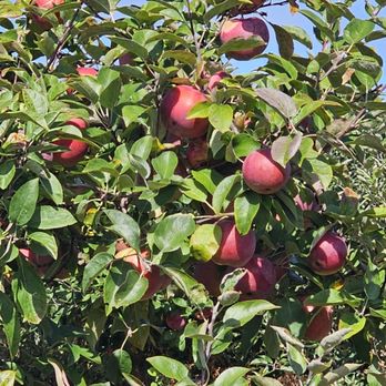 Lewin Farms - Pick Your Own Farms Near Me - Calverton, New York Lewin Farms - Pick Your Own Farms Near Me - Calverton, New York