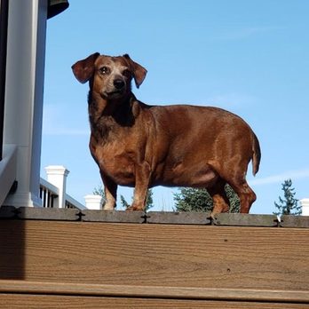 Intercity Veterinary Hospital - Veterinarians Near Me - Everett, Washington Intercity Veterinary Hospital - Veterinarians Near Me - Everett, Washington
