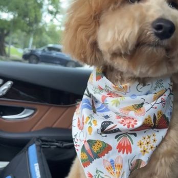 Gimmie A Bark - Pet Groomers Near Me - Friendswood, Texas