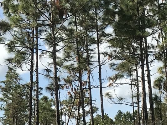 The Nature Conservancy's Disney Wilderness Preserve by null