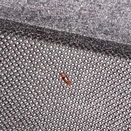 BED BUGS!!!