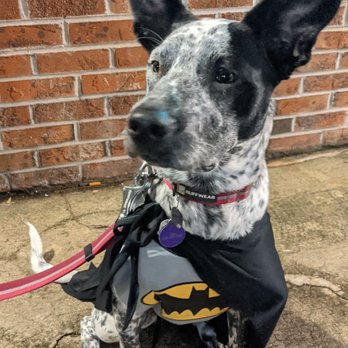Devines Restaurant and Sports Bar - Halloween 2020 is on a Saturday. Stormy is ready for the costume contest at Devine's. - Sports Bars Near Me - Durham, North Carolina