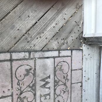 Peterson Pest Control - Box elder bugs are some of the most annoying bugs. - Pest Control Near Me - Woods Cross, Utah Peterson Pest Control - Box elder bugs are some of the most annoying bugs. - Pest Control Near Me - Woods Cross, Utah