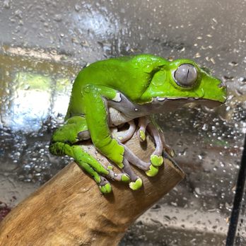 Mrs. Toad's Depot - Beautiful enclosures and selection of animals. I love this place! - Local Fish Stores Near Me - Perry, Georgia