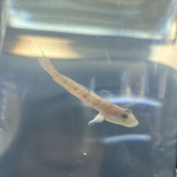 Diamond goby