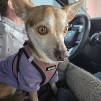 $3 Car Wash - Jasmine enjoying the ride through the car wash - Car Wash Near Me - Mesa, Arizona $3 Car Wash - Jasmine enjoying the ride through the car wash - Car Wash Near Me - Mesa, Arizona