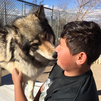 Wolf Mountain Sanctuary - Animal Shelters Near Me - Lucerne Valley, California