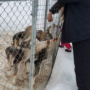 AK Sled Dog Tours - Sledding Near Me - Talkeetna, Alaska AK Sled Dog Tours - Sledding Near Me - Talkeetna, Alaska