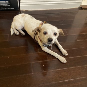 Ken-Mar Rescue - Bruiser :) - Animal Shelters Near Me Ken-Mar Rescue - Bruiser :) - Animal Shelters Near Me