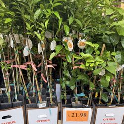 The Home Depot