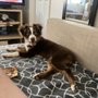 Photo of Lincoln Avenue Veterinary Clinic