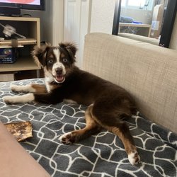 Lincoln Avenue Veterinary Clinic - Remington 8 months