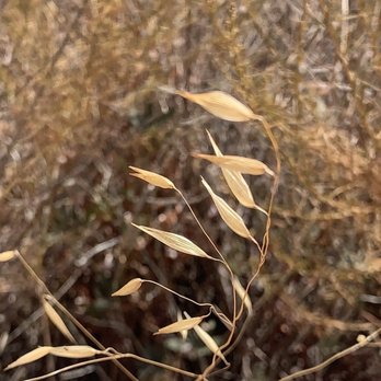 Lopez Canyon Park - Slender oat - Hiking Near Me - Sylmar, California