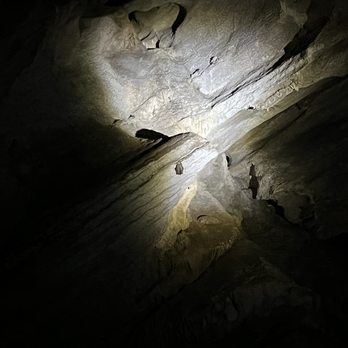 Penn's Cave & Wildlife Park - Bat hibernating in the cave - Historical Tours Near Me - Centre Hall, Pennsylvania Penn's Cave & Wildlife Park - Bat hibernating in the cave - Historical Tours Near Me - Centre Hall, Pennsylvania