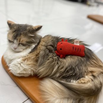 Wonder Pet Cafe - Themed Cafes Near Me - Toronto, Ontario Wonder Pet Cafe - Themed Cafes Near Me - Toronto, Ontario
