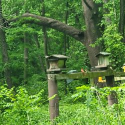 Walnut Woods State Park - Bird area