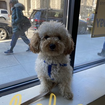 HomeDoggy - Pet Groomers Near Me - Brooklyn, New York HomeDoggy - Pet Groomers Near Me - Brooklyn, New York