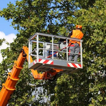 Sweet Corn Capital Tree Service - Tree Services Near Me - Canton, Michigan Sweet Corn Capital Tree Service - Tree Services Near Me - Canton, Michigan
