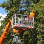 Sweet Corn Capital Tree Service
