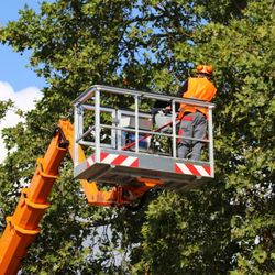 Sweet Corn Capital Tree Service
