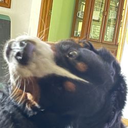 Groomin N Roomin Kennels - Being goofy.