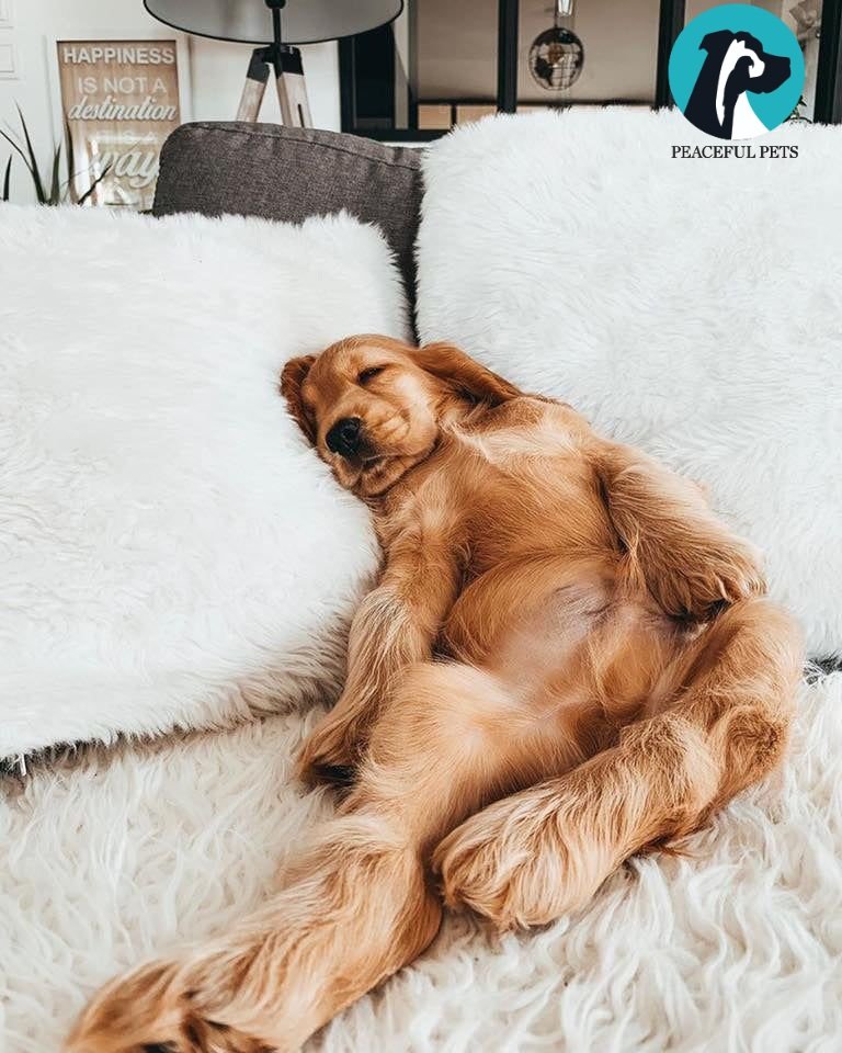 PEACEFUL PETS DFW 30 Photos 7931 Valcasi Dr, Arlington, Texas Pet